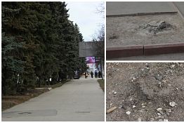 В ТЦ заявили, что спиленные ели могли упасть на пензенцев В ТЦ заявили, что спиленные ели могли упасть на пензенцев