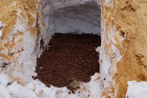 Мокшанское лесничество готовит семена дуба к весенней посадке