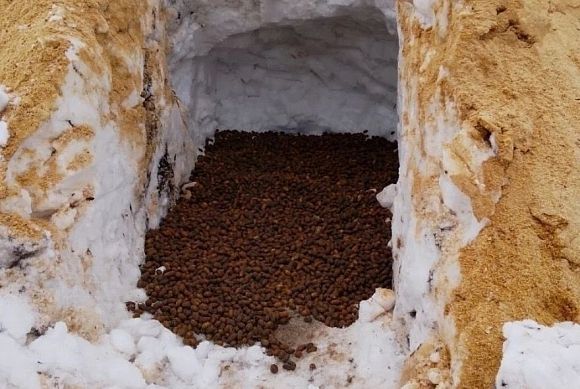 Мокшанское лесничество готовит семена дуба к весенней посадке