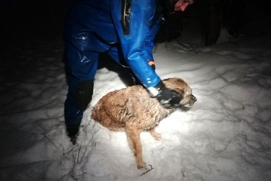 В Пензе спасатели вытащили собаку из ледяной воды