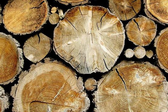 В Пензенской области незаконно вырубили лес на один млн рублей