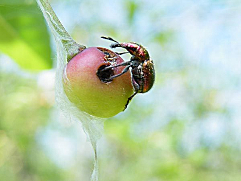 Спасаем ягодники от вредителей