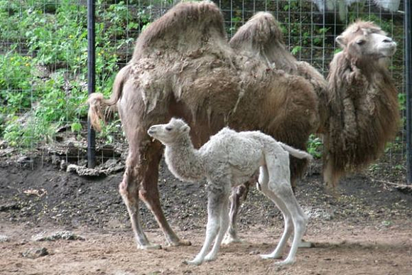 Пензенский зоопарк приглашает посмотреть на белую малышку-верблюдицу