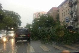 В Пензе дерево рухнуло на дорогу напротив зоопарка