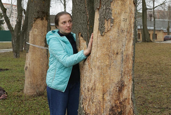 Зеленые великаны гибнут: маленький жучок уничтожает ясени в Пензе