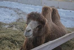 Верблюд в снегу: необычная история Гриши из пензенского села План