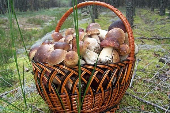 Потерявшегося в лесу у Грабова 78-летнего грибника нашли за 5 км от села