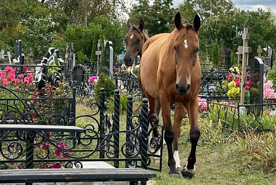 В администрации Богословки прокомментировали инцидент с лошадьми на кладбище