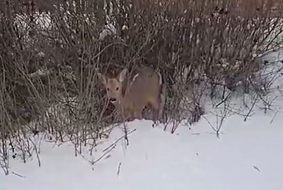 В Пензе помогли травмированной косуле