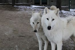 В пензенском зоопарке подводят итоги конкурса на имя для полярного волка