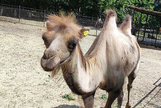 В пензенском зоопарке появился верблюд Эльбрус