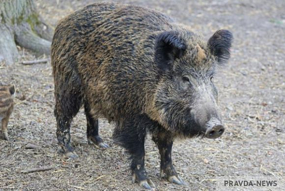 В Пензенской области выявили еще один очаг африканской чумы свиней