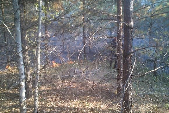 В Пензенской области в этом году произошло 33 лесных пожара