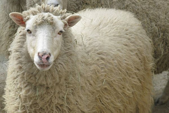 В Иссе проголодавшаяся сельчанка съела овцу соседки