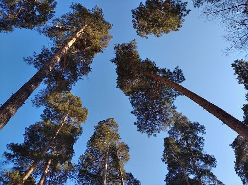 По факту вырубки деревьев в Ахунах направлено обращение в полицию