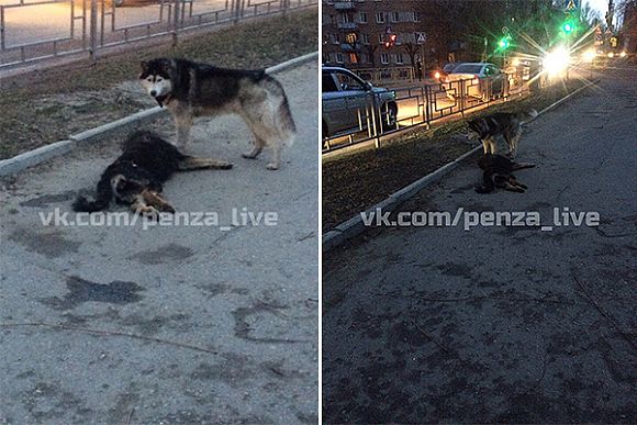 В Пензе хаски пыталась «оживить» мертвую дворнягу — соцсети