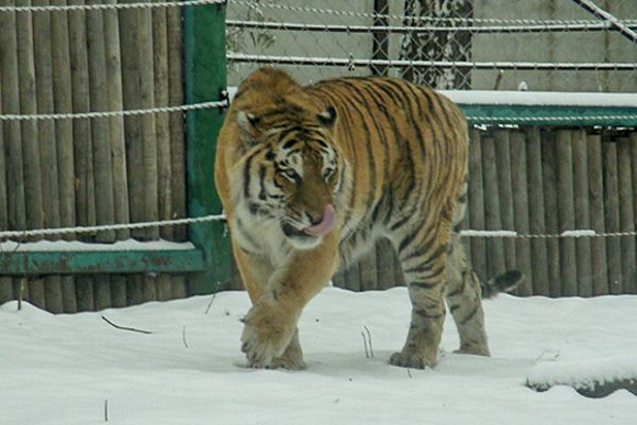 В пензенском зоопарке тигр Самур переехал в новые «апартаменты»