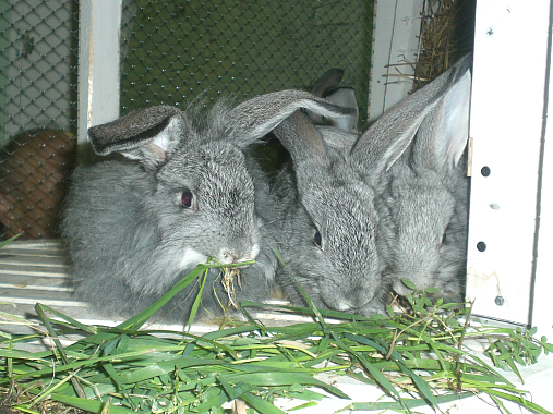 В Малосердобинском районе открылась кроликовая ферма