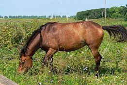 В Кузнецком районе пожар уничтожил конюшню