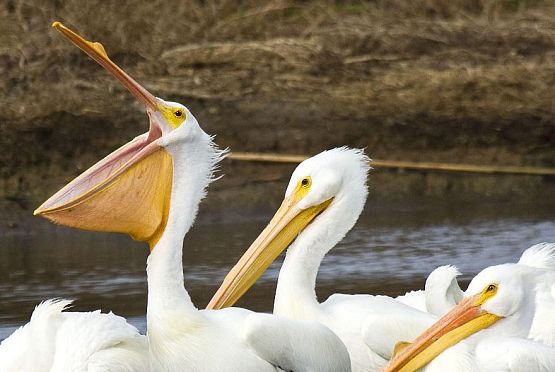 В Пензенском зоопарке проведут показательное кормление пеликанов