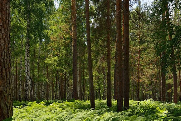 «Дровосек» из Городища несколько лет проведет в колонии