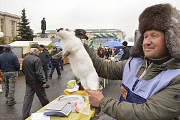В Пензе предлагают картофель от 13 руб. и крольчатину за 350 В Пензе предлагают картофель от 13 руб. и крольчатину за 350