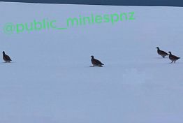 В Никольском районе сняли на видео куропаток, искавших пищу в снегу