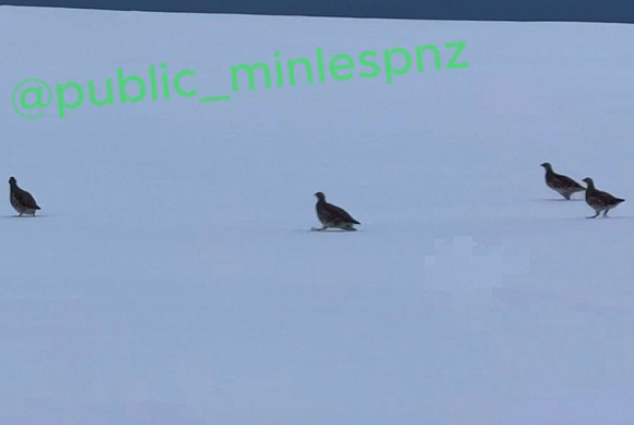 В Никольском районе сняли на видео куропаток, искавших пищу в снегу