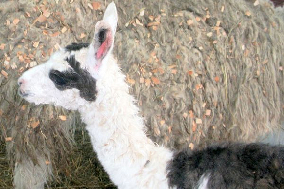 В пензенском зоопарке родился детеныш ламы с необычной двухцветной окраской