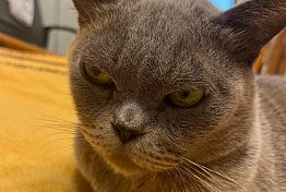 Пушистый провокатор: в Пензе ссора из‑за кота закончилась уголовным делом