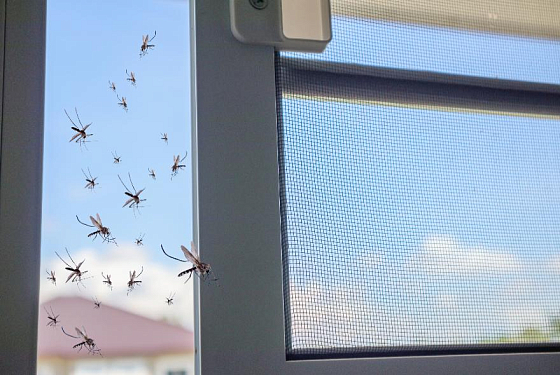Пензенцы жалуются на агрессивных комаров 