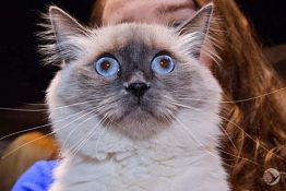 В Пензе пройдет шоу-выставка кошек