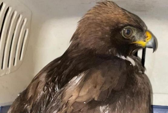 В Пензе спасли от гибели истощенного орла-карлика