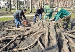 В Пензе в сквере им. Лермонтова посадят новые деревья