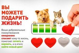 Пензенские волонтеры получили грант Пензенские волонтеры получили грант
