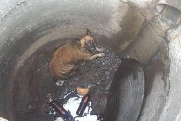 Соцсети: В Арбекове собака провалилась в открытый люк