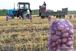 Почему в Пензенской области подорожал картофель Почему в Пензенской области подорожал картофель