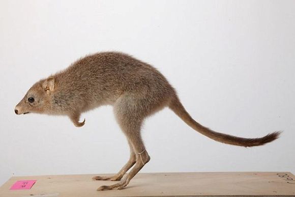 Пензенцев напугала кенгуровая крыса, пойманная котом