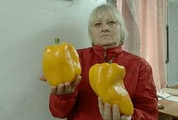 В Пензенской области женщина вырастила на своем огороде гигантские перцы В Пензенской области женщина вырастила на своем огороде гигантские перцы