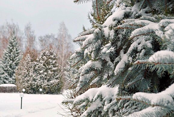 Где в Пензе установят новогодние елки — адреса