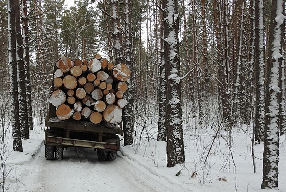 В Пензенской области 16 февраля стартовала «Операция лес»