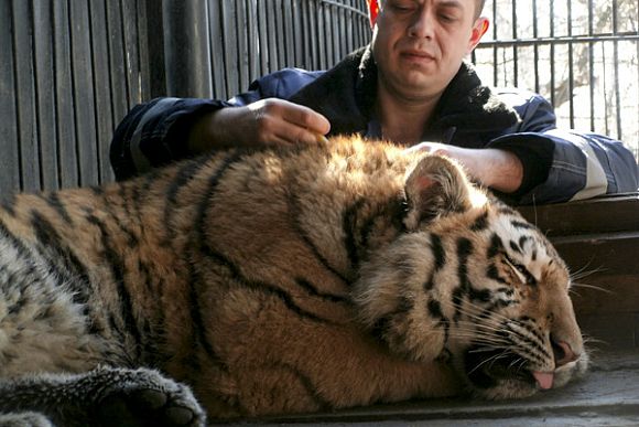 В пензенском зоопарке тигры «переехали» в новый вольер