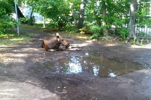 В Заречном лось спасается от жары у лужи