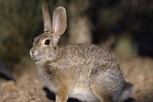 В Иссинском районе браконьеры ночью убили двух зайцев