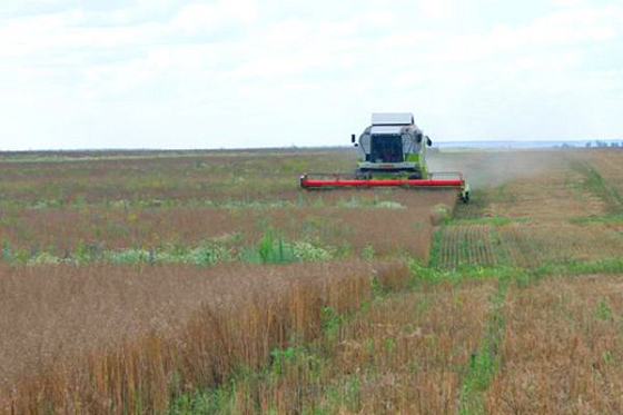 Пензенская область — в тройке лидеров России по производству семян рыжика