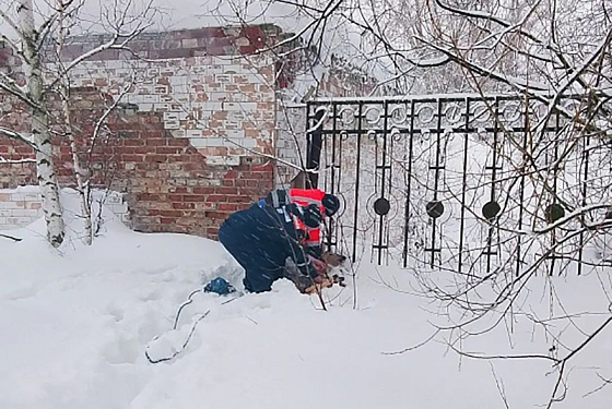 Появились фото спасенной из заточения косули в Чаадаевке