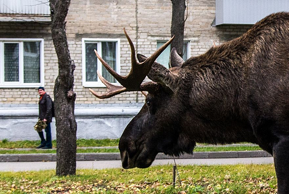 В Пензенской области расплодились лоси, зайцы  и лисы, а рысей осталось наперечет