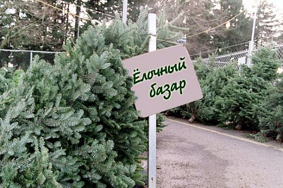 C 15 декабря в Пензе начнут продавать новогодние елки