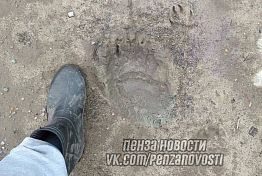 В Никольске на дачах заметили следы медведя