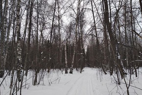 В пензенских лесах регулируют численность волков